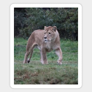 beautiful Lion walking, lion lover, photo. Magnet